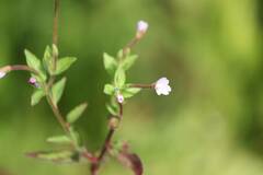 Epilobium pyrricholophum