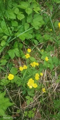 Ranunculus propinquus