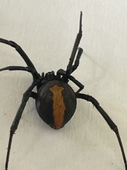 Latrodectus hasselti