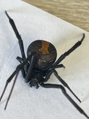 Latrodectus hasselti