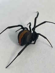 Latrodectus hasselti