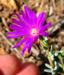 Lampranthus emarginatus