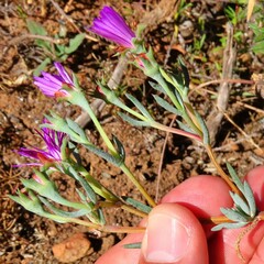 Lampranthus emarginatus