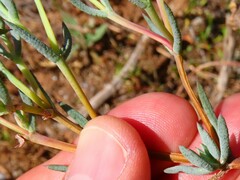 Lampranthus emarginatus
