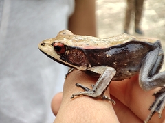 Clinotarsus curtipes