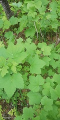 Ribes rubrum
