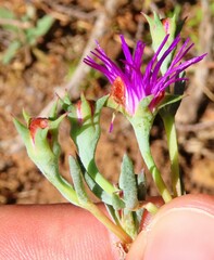 Lampranthus emarginatus