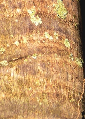 Syagrus