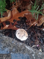 Hebeloma