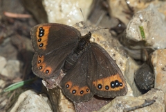 Erebia triarius