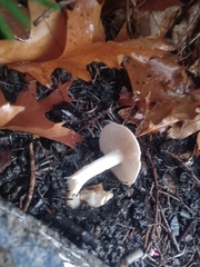 Hebeloma