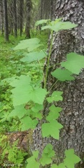 Ribes rubrum