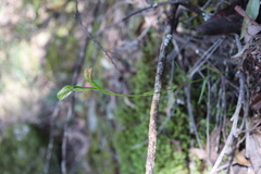 Pterostylis