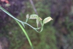 Pterostylis