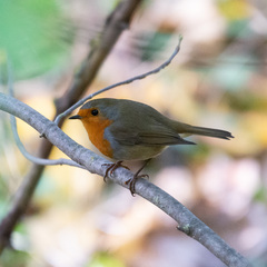 Erithacus rubecula