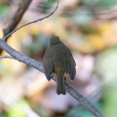 Erithacus rubecula