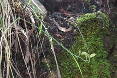 Pterostylis