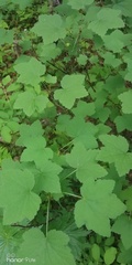 Ribes rubrum