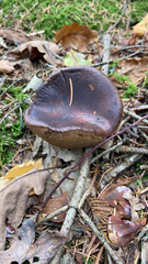 Tylopilus formosus