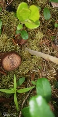 Entoloma vernum