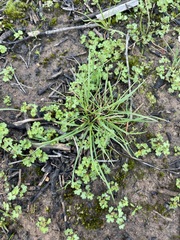 Hydrocotyle callicarpa