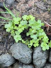 Hydrocotyle callicarpa