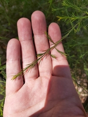 Platysace linearifolia