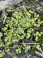 Hydrocotyle callicarpa