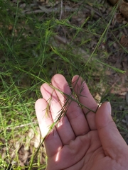 Platysace linearifolia