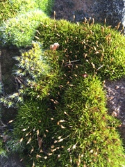 Ptychomitrium crispatum