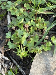 Hydrocotyle callicarpa