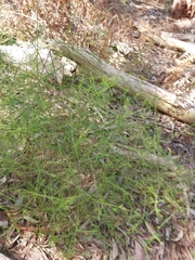 Platysace linearifolia
