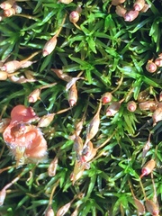 Ptychomitrium crispatum