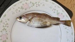 Trisopterus capelanus