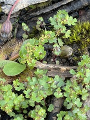 Hydrocotyle callicarpa