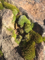 Ptychomitrium crispatum