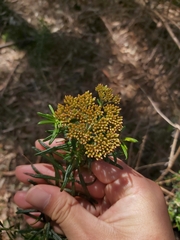 Ozothamnus diosmifolius