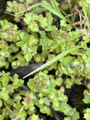 Hydrocotyle callicarpa