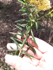 Ozothamnus diosmifolius