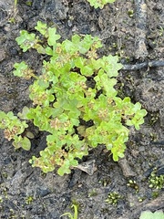 Hydrocotyle callicarpa