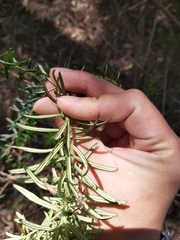 Ozothamnus diosmifolius