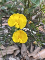 Gompholobium polymorphum