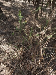 Ozothamnus diosmifolius