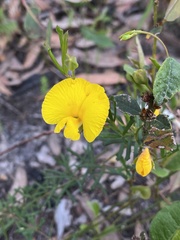 Gompholobium polymorphum
