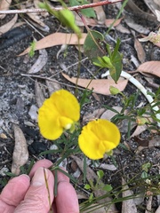 Gompholobium polymorphum