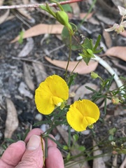 Gompholobium polymorphum