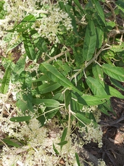 Astrotricha floccosa