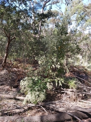 Astrotricha floccosa