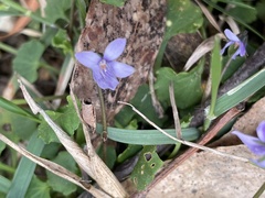 Viola silicestris