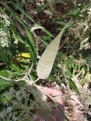 Astrotricha floccosa